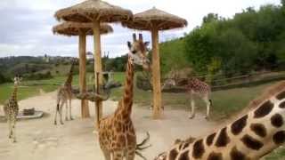 V Zoo Praha žirafy