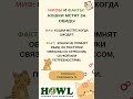 Правда ли, что кошки мстят? 🐱 #мифыифакты #кошка