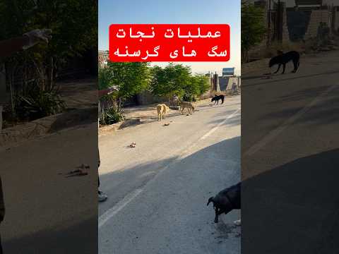 تنها و مریض وسط بیابون باید نجاتش می دادم حیوانات عشق 