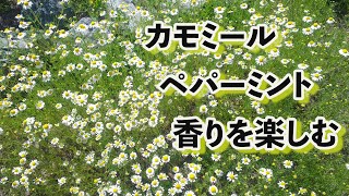 カモミール、ペパーミントの香りを楽しむ /  フレッシュハーブに癒されます