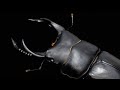 国産オオクワガタ 成虫掘り出し結果 TG血統【クワガタ飼育】