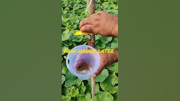 Pheromone Traps: A Green Solution for Pest Management in Pumpkins #shorts #pheromonetrap
