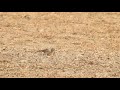 Short Toed Lark 