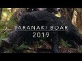 Taranaki NZ Pig Hunt 2019