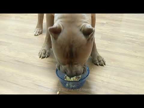 Video: Medicína, aby se blchy od psů