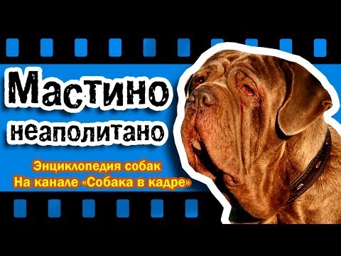 Видео: Неаполитан мастиф нохойн үүлдэр харшилтай, эрүүл мэнд, амьдрах хугацаа