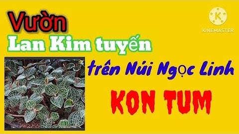 Vườn Lan Kim Tuyến trên núi Ngọc Linh