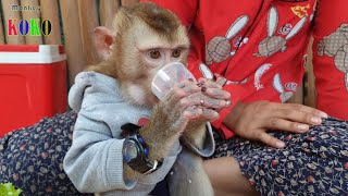 Handsome Boy Mr. Monkey Koko Wearing The Watch And Hold The Bottle Water As Human