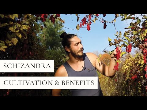 Schizandra Cultivation & Benefits