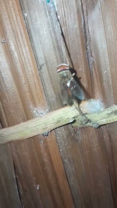 lalat kitok kami sebut karna tiga kali lebih besar dari lalat biasa #viralvideo #viral #trend