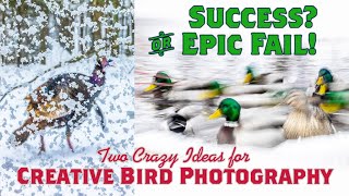 Sparky has Cabin Fever! Two CRAZY Creative Bird Photography Ideas for winter. Epic Fail or Success?