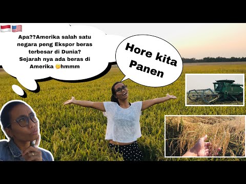 Video: Apakah mereka menanam padi di California?
