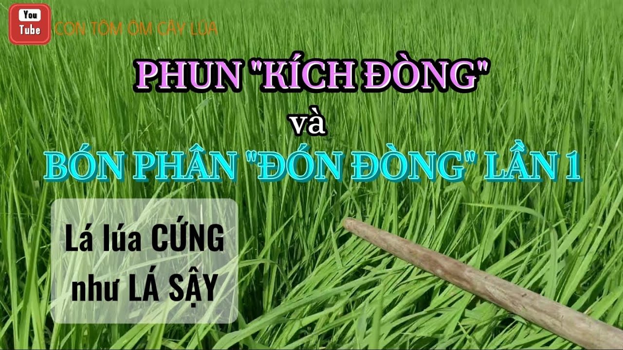 ST24, 47 Ngày Sau Sạ| Đã Bón Phân Đón Đòng Và Phun Kích Đòng