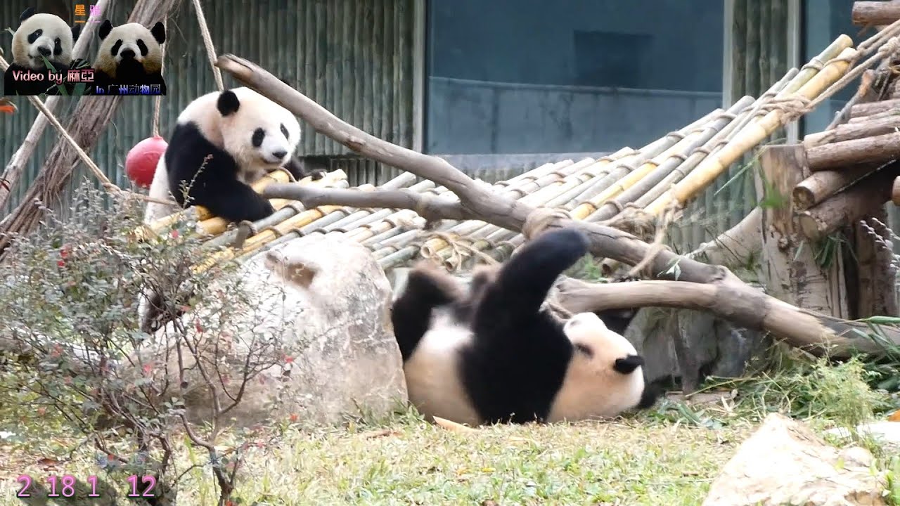 20181212 廣州動物園星一壓垮棲架、雅一看傻眼 The Giant Panda 星一雅一