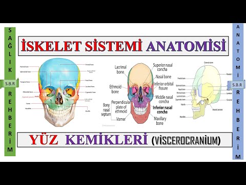 3-İskelet Sisitemi Anatomisi | Yüz Kemikleri : Viscerocranium Kemikleri |Os Hyoideum ,Os Palatium #3