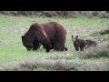 Grizzly Bear 399 and 4 cubs in Grand Teton National Park