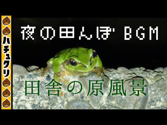 【作業用BGM：梅雨の夜】自由研究：夜の田んぼガサガサで大合唱の正体発見の巻！【両生類爬虫類ペット】ニホンアマガエル,カエルKawaZoo