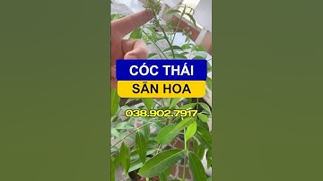 Cây giống cóc Thái sẵn hoa, trồng là có trái ngay | Giá rẻ tại vườn | Chợ Hoa Kiểng