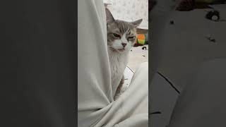 Поели пюре,а мне не дали #юмор #cat #котики #котик #love #кошки #shorts