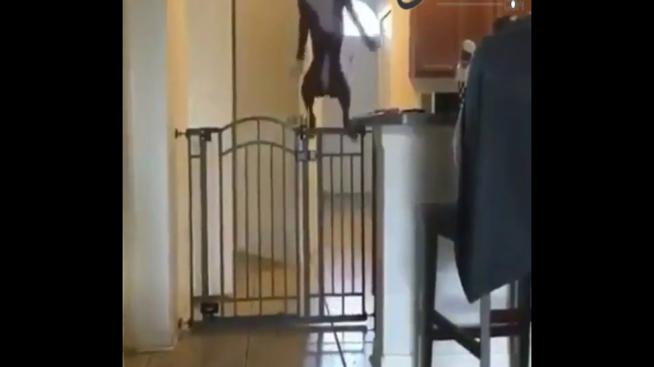 Boxer jumps so high over the fence YouTube