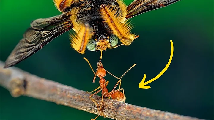 This is Why All Insects Are Afraid of Ants