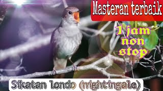 Masteran Sikatan londo 1 jam suara kristal masteran terbaik untuk murai trotol kenari cucak ijo