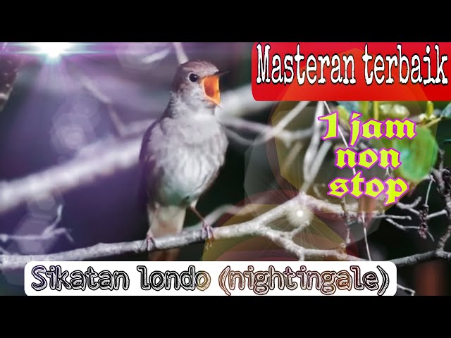 Masteran Sikatan londo 1 jam suara kristal masteran terbaik untuk murai trotol kenari cucak ijo class=