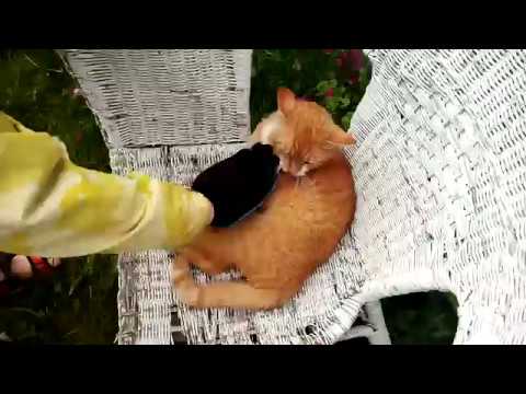 Video: Kissan Virtsaamisongelmat: Vedenkulutuksen Merkitys