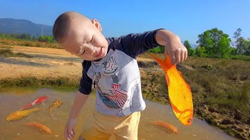 Em ổi cùng bố bắt nhiều cá chép vàng đang bơi ở vũng nước #cávàng #bắtcávàng #fishing