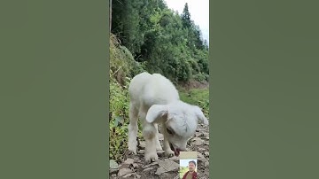 Funny Animal Sounds In Wildlife: Buffalo, Panda, Giraffe, Cow, Goat, Dog,... | Animal Moments#viral