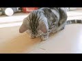Maro and Luna Try Cat Grass