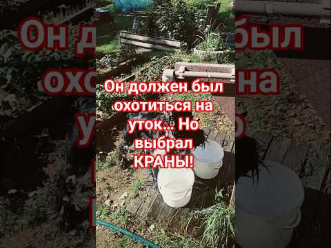 Когда твой спаниель не охотник, а гидроманьяк! Бегите, люди! #РусскийСпаниель #Охотник #Смешные
