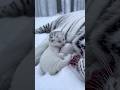 A cat became the mother of a tiger #ShortVideo #WildlifeRescue #Touching #cat #animals