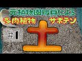 多肉植物・サボテン 土の配合お教えします。【＃１】土の三相について語る回