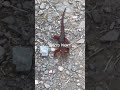 #newt #sierra newt