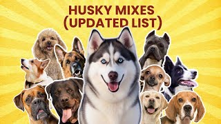 Shocking Husky Mix Breed Dogs | The Ultimate UPDATED LIST