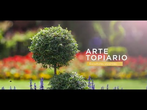 Video: Figuras Topiary: descripción paso a paso de la creación de figuras. arte topiario