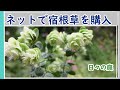 【ネットで宿根草を購入2022】宿根草25種類/ガーデニングvlog/多年草/グランドカバー/園芸/