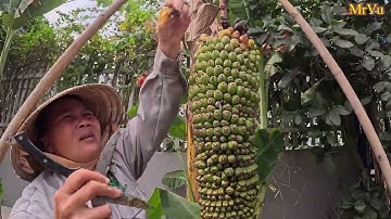 Cây Chuối Có Hơn 100 Nải Ăn Ca Năm Không Hết