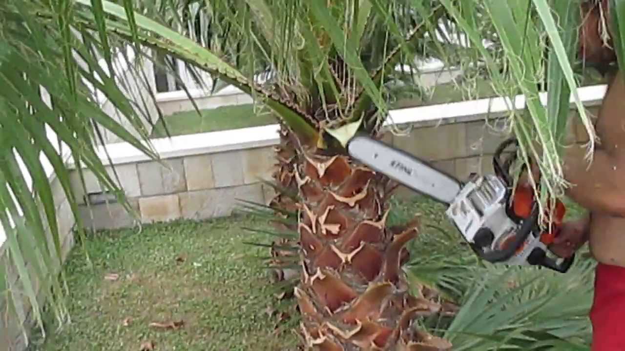 How To Prune A Palm Tree Youtube