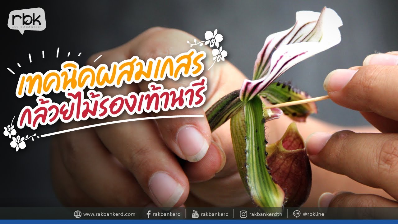 เทคนิคผสมเกสรกล้วยไม้รองเท้านารีเพื่อขยายพันธุ์แบบทวีคูณ [ Rakbankerd | รักบ้านเกิด ]
