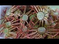 A 1000 $ LIVE Crab Sashimi [are you ready to send like rich people]