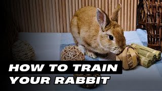 How To Train Your Rabbit by Pets Life 364 views 2 months ago 8 minutes, 1 second