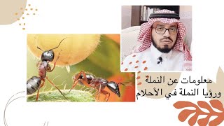 رؤيا النمل في المنام i الشيخ صالح الماجد