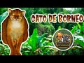 animales vida real : Gato de borneo - El gato insular que quieres conocer