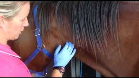How to safely inject a horse in the vein