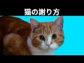 猫は人間にどう謝るのか？