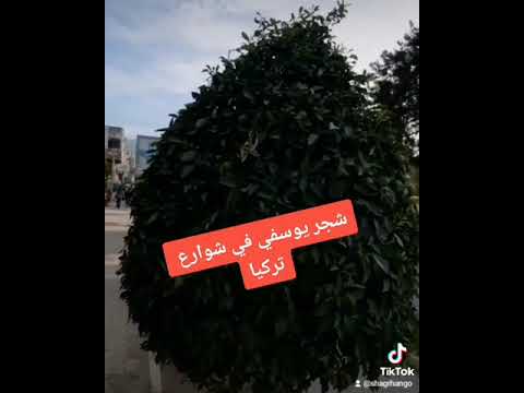 اشجار مثمرة في شوارع تركيا