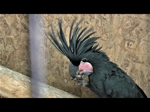 Чёрный Пальмовый Какаду. Как они едят фундук! Black Palm Cockatoo. How they eat hazelnuts!
