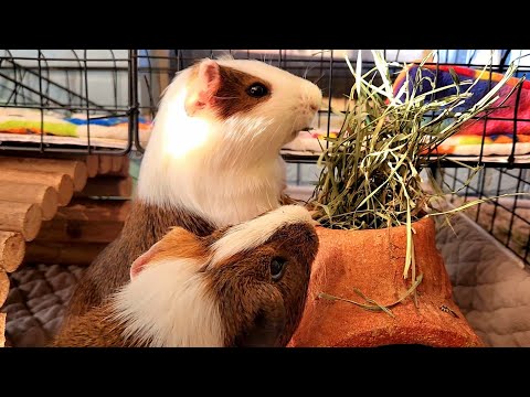 Video: Hoe om die allergie van cavia te verminder: 14 stappe (met foto's)